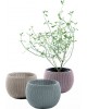 CURVER. Set 3 Ghivece COZIES TRIO 